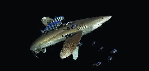 [BK-XXL-411018] BK-XXL-Planet Ozean-Postkarte »Weißspitzen-Hochseehai bei Nacht in Ägypten«