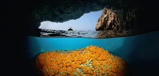 [BK-XXL-411021] BK-XXL-Planet Ozean-Postkarte »Kaverne mit kleinen, gelben Anemonen, Mittelmeer«