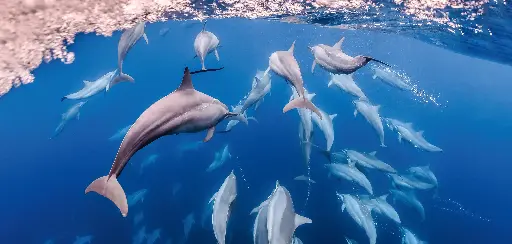 [BK-XXL-411024] BK-XXL-Planet Ozean-Postkarte »Schule von Ostpazifischen Delfinen, Raja Ampat, Indonesien«