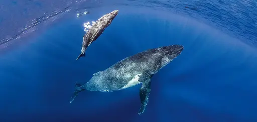 [BK-XXL-411026] BK-XXL-Planet Ozean-Postkarte »Buckwal-Mitter mit Kalb, Tahiti, Französisch Polynesien«