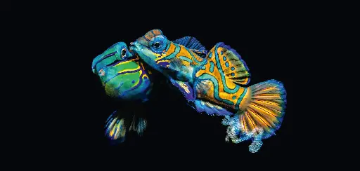 [BK-XXL-411035] BK-XXL-Planet Ozean-Postkarte »Mandarinfische während der Paarung/Eiablage, Indonesien«