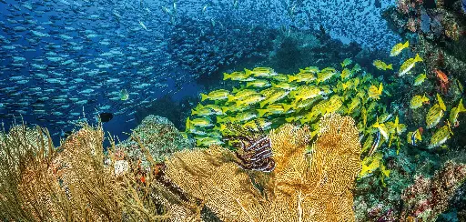 [BK-XXL-411039] BK-XXL-Planet Ozean-Postkarte »Korallen und Fische, Malediven«